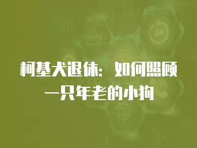 柯基犬退休：如何照顧一只年老的小狗